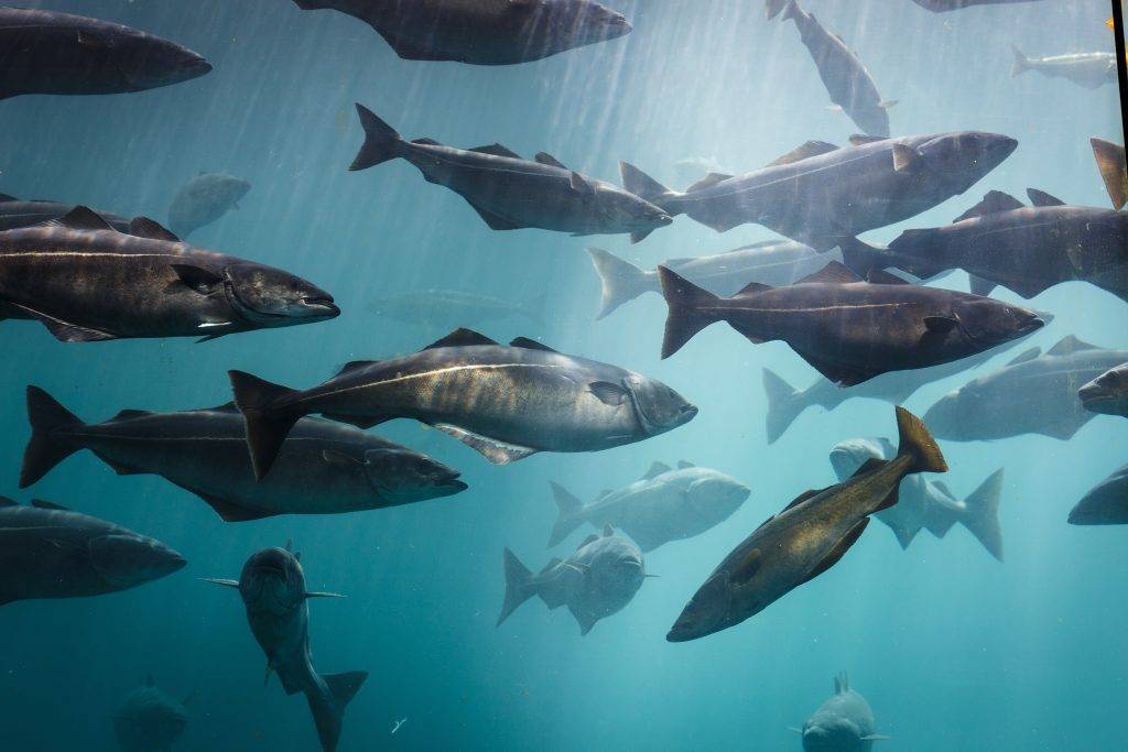 fish oil supplement
